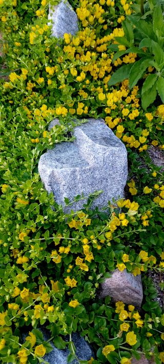 이광숙님의 자유주제 · 자유게시판 작성글 사진