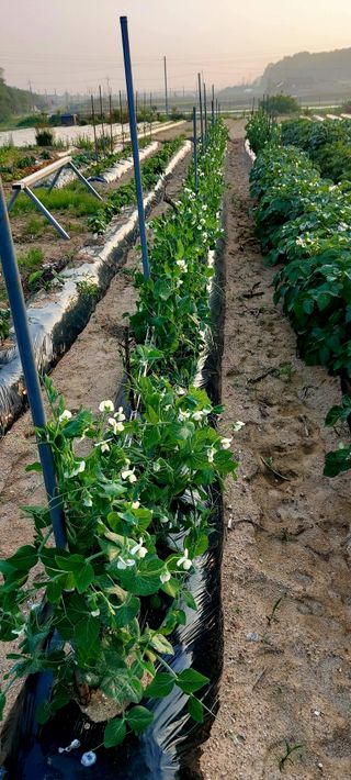 이광숙님의 자유주제 · 자유게시판 작성글 사진