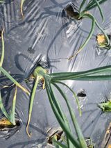 팜모닝 자유주제·자유게시판 게시글 이미지