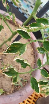 팜모닝 토마토·병해충상담 게시글 이미지