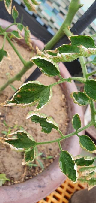 김숙향님의 토마토 · 병해충상담 작성글 사진