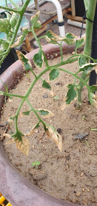 김숙향님의 토마토 · 병해충상담 작성글 사진