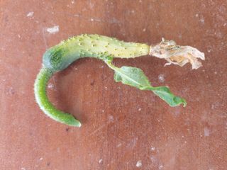 장유경님의 농사, 무엇이든 물어보세요! · 참여글 작성글 사진