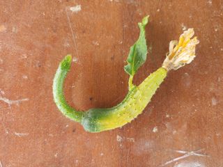 장유경님의 농사, 무엇이든 물어보세요! · 참여글 작성글 사진