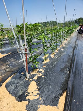 장재갑님의 고추 · 영농일지 작성글 사진