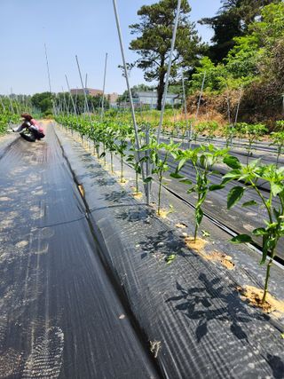 장재갑님의 고추 · 영농일지 작성글 사진
