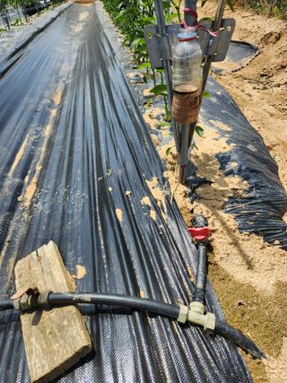 장재갑님의 고추 · 영농일지 작성글 사진