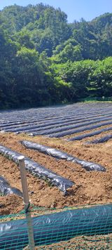 팜모닝 고구마·영농일지 게시글 이미지