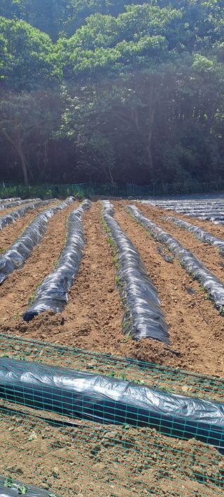 용호님의 고구마 · 영농일지 작성글 사진