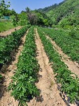 팜모닝 자유주제·자유게시판 게시글 이미지