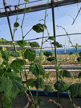 팜모닝 포도·병해충상담 게시글 이미지