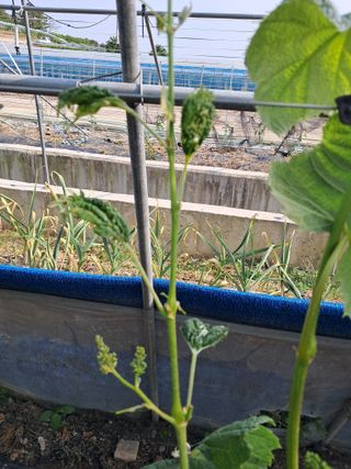 꿈속의농원님의 포도 · 병해충상담 작성글 사진