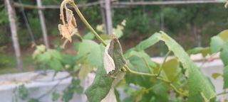 김정은님의 농사, 무엇이든 물어보세요! · 참여글 작성글 사진