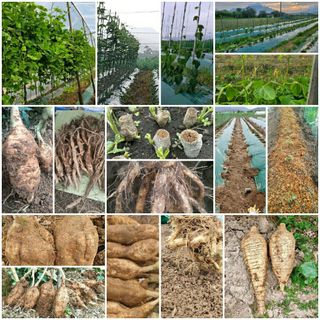 정보센터님의 기타작물 · 자유게시판 작성글 사진