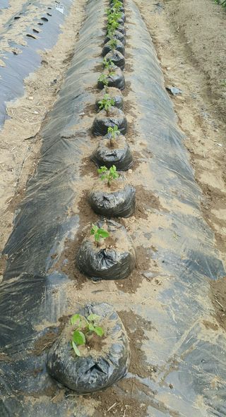 정보센터님의 기타작물 · 자유게시판 작성글 사진