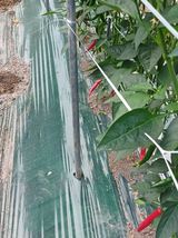 팜모닝 자유주제·자유게시판 게시글 이미지