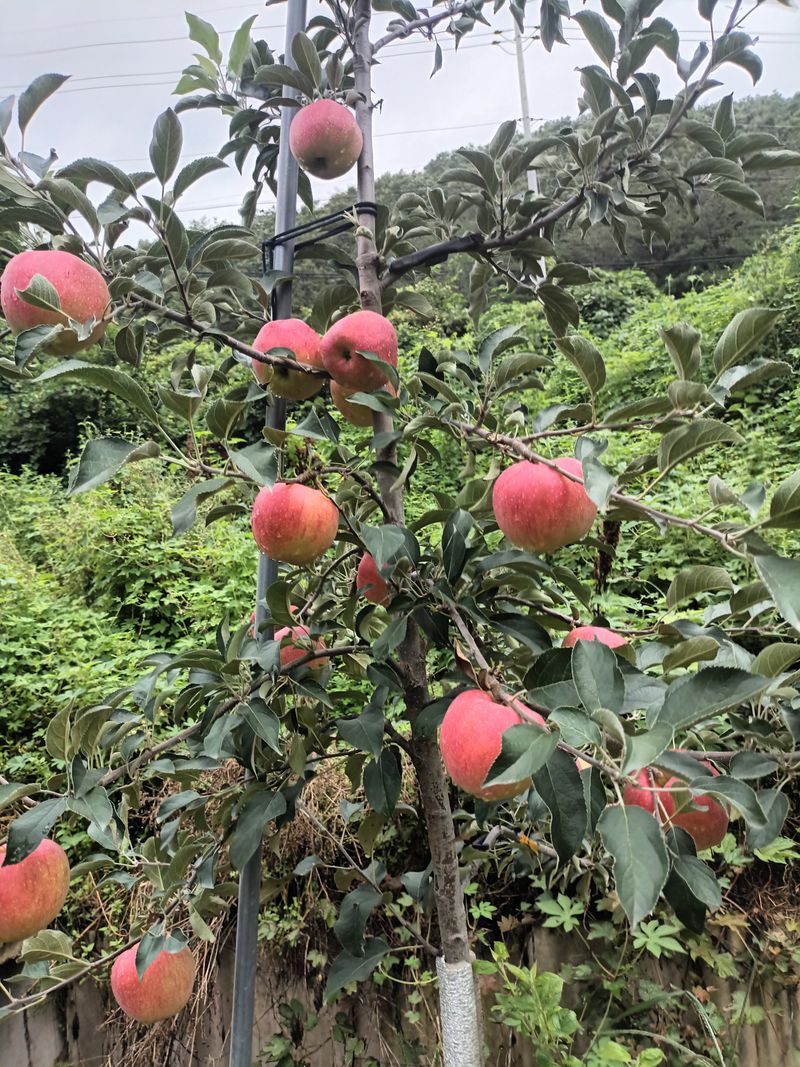 다나농원 이진우님의 장터 판매 상품 [24년 청송꿀사과 달콤한  햇홍로 5kg] 첨부 사진