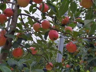 다나농원 이진우님의 작성글 사진