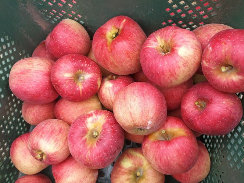 다나농원 이진우님의 장터 판매 상품 [24년 청송꿀사과 달콤한  햇홍로 5kg] 첨부 사진