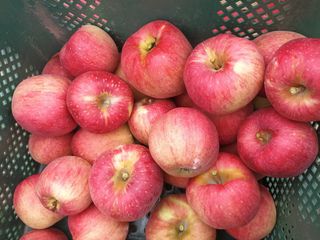 다나농원 이진우님의 작성글 사진