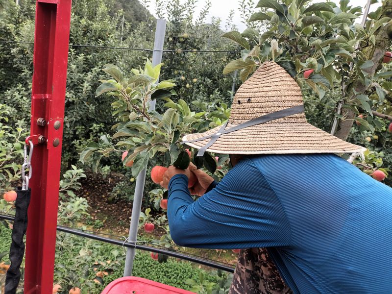 다나농원 이진우님의 장터 판매 상품 [24년 청송꿀사과 달콤한  햇홍로 5kg] 첨부 사진