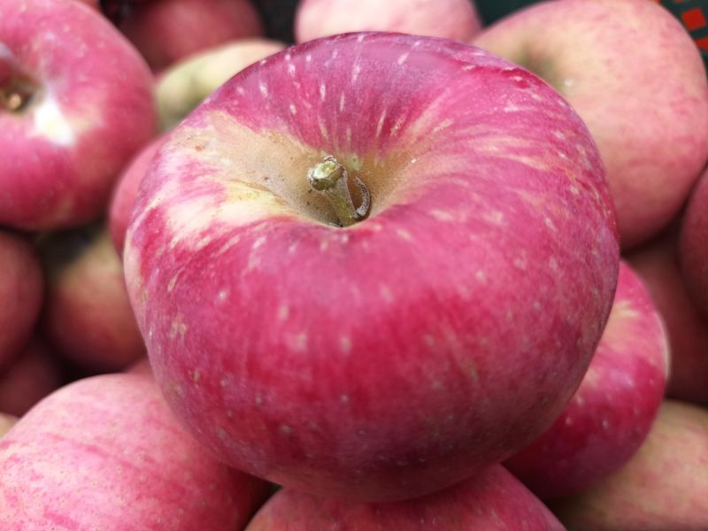 장터 상품 [24년 청송꿀사과 달콤한  햇홍로 5kg] 썸네일