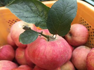 다나농원 이진우님의 작성글 사진