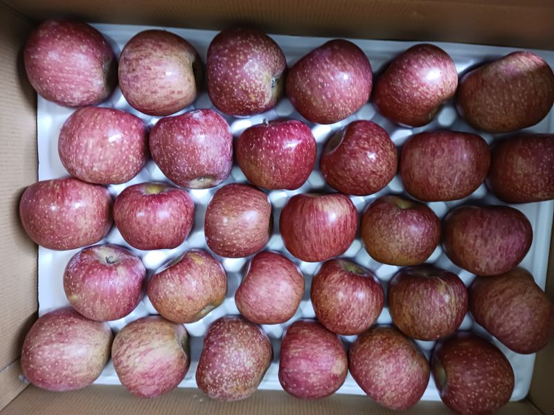 다나농원 이진우님의 장터 판매 상품 [24년 청송꿀사과 달콤한  햇홍로 5kg] 첨부 사진