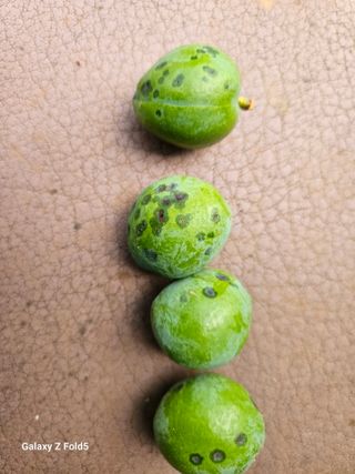 구본경님의 자두 · 병해충상담 작성글 사진