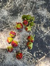 팜모닝 딸기·병해충상담 게시글 이미지