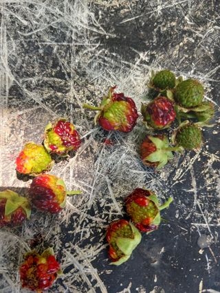 호수가님의 딸기 · 병해충상담 작성글 사진