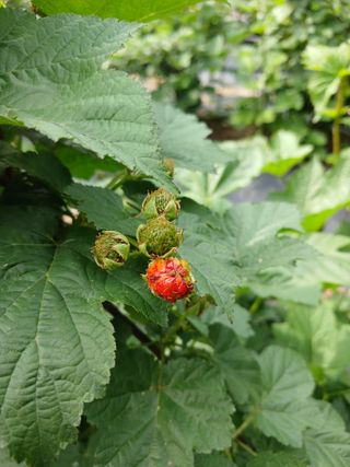 호수가님의 딸기 · 병해충상담 작성글 사진