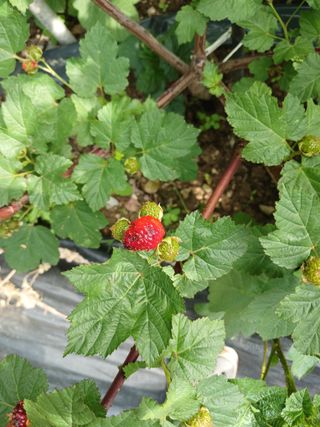 호수가님의 딸기 · 병해충상담 작성글 사진