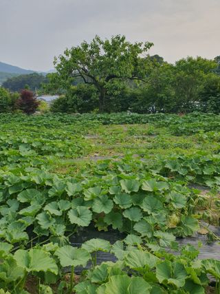 마중물님의 호박 · 병해충상담 작성글 사진