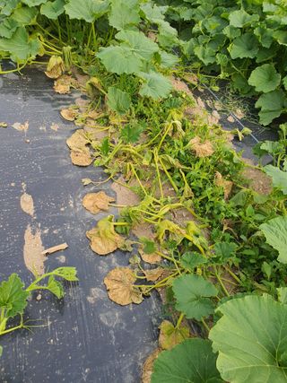 마중물님의 호박 · 병해충상담 작성글 사진