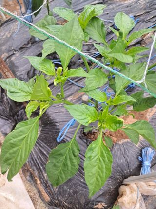 문현자 님의 고추 · 병해충상담 작성글 사진