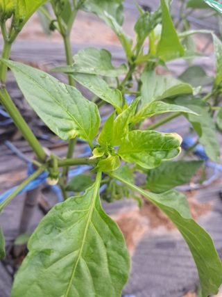 문현자 님의 고추 · 병해충상담 작성글 사진