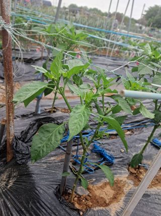 문현자 님의 고추 · 병해충상담 작성글 사진