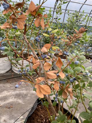 님의 블루베리 · 병해충상담 작성글 사진