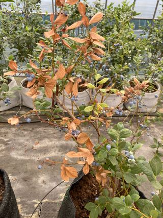 님의 블루베리 · 병해충상담 작성글 사진