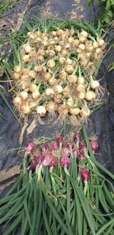 팜모닝 자유주제·자유게시판 게시글 이미지