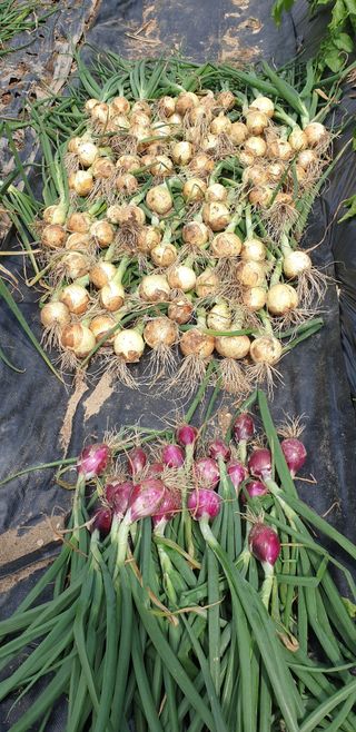 박선화님의 자유주제 · 자유게시판 작성글 사진