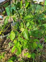 팜모닝 기타작물·병해충상담 게시글 이미지