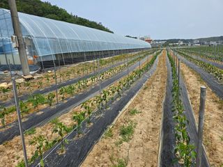 대광자동차공업사님의 고추 · 일상 작성글 사진