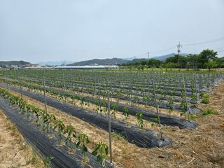 대광자동차공업사님의 고추 · 일상 작성글 사진