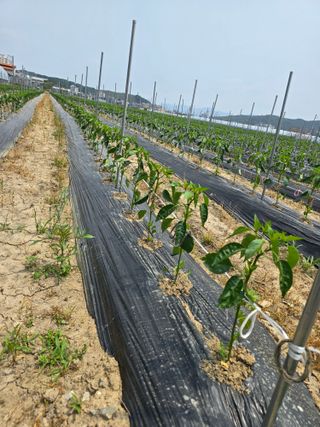 대광자동차공업사님의 고추 · 일상 작성글 사진