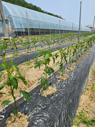 대광자동차공업사님의 고추 · 일상 작성글 사진