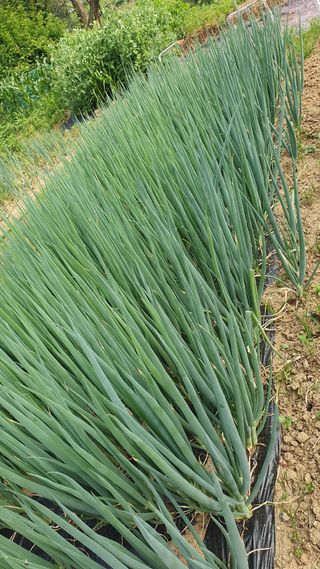 이서구님의 자유주제 · 자유게시판 작성글 사진