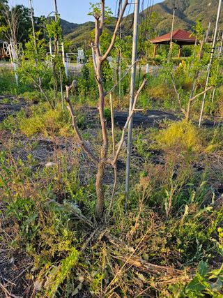 천승준님의 농사, 무엇이든 물어보세요! · 참여글 작성글 사진