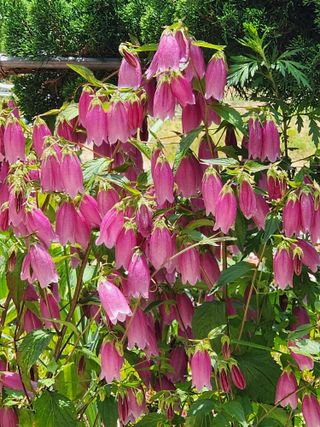 고추농사 정 미라님의 자유주제 · 사진전 작성글 사진